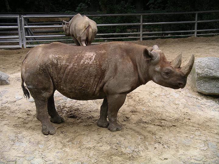 Berlijn 2009 ZOO154.jpg